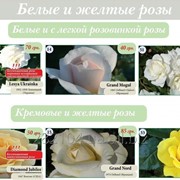 Саженцы роз белые и желтые фото