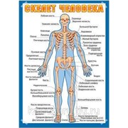 Наглядные учебные пособия и счетные материалы Русский дизайн Плакат 50*70см “Скелет человека“ фотография