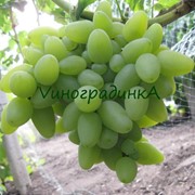 Саженцы винограда (сорт Ливия) фото