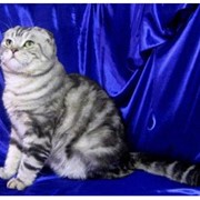 Шотландский вислоухий кот фото