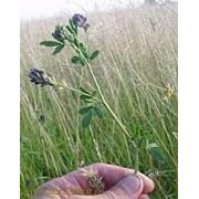 Семена люцерны Надежда от 10кг фото
