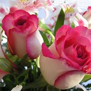 Саженцы роз чайно-гибридных,шрабов,вьющиеся ,бордюрные фотография
