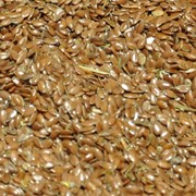 Семена льна масличного фото