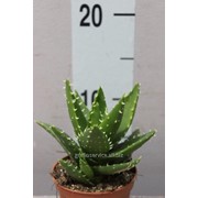 Алое микс фото