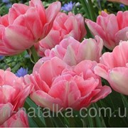 Луковицы тюльпана “Фоксторт“ фотография