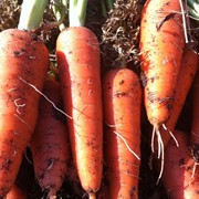 Семена моркови Абако F1 (Семинис)