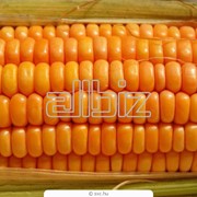 Оптовые поставки кукурузы, возможен экспорт фото