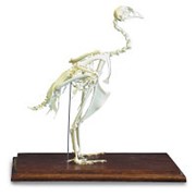 Модель скелета фазана (Phasianuscolchicus) фото
