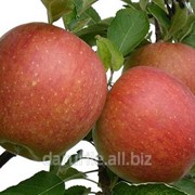 Свежие яблоки фото