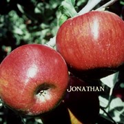 Яблоки Джонатан