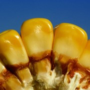 Семенна кукурузы КВС фото