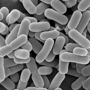 Дезинфекция помещений и дезинфекция квартир. Уничтожиение вирусов и микробов, грибков фото