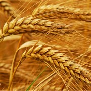 Озима пшениця Сорт Сотниця фото