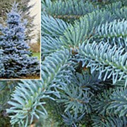 Ель колючая Супер Блу Сидинг (Picea pungens 'Super Blue Seeding') фотография