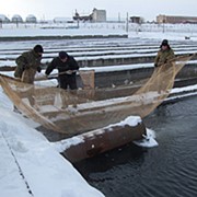 Рыба живая фото