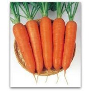 Семена моркови Виктория F1 200000 шт. фотография