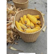 Кукуруза. Кукуруза семейства Злаки. Зерновые, бобовые и крупяные культуры фото