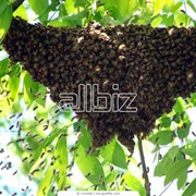 Массовая селекция пчёл фото