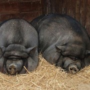 Комбикорма для свиней. Корм для поросят 2-4 месяца. фото