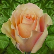 Роза чайно-гибридная VERSILIA фотография