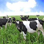 Комбикорм для дойных коров ( до 6 мес.) фото