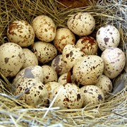 Яйца перепелиные фотография