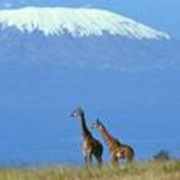 Восхождение на вулкан Килиманджаро, 5895м и сафари и по национальным паркам Танзания, Юго-Восточная Африка фото