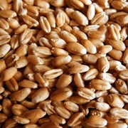 Пшеницы семена фотография