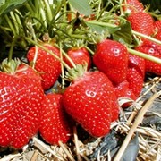 Саженцы ягодных кустарников фотография