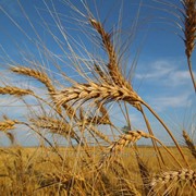 Пшеница дробленая, кормовая, среднего помола 2016