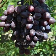 Виноград Каталония привитый на Кобер 5бб фото
