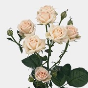 Срезанный цветок Роза кустовая Jana