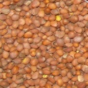 Семена редьки масличной фото