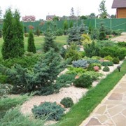 Озеленение сада, ландшафтные проекты, Киев, Украина фотография