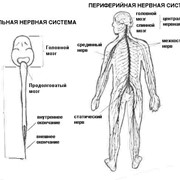 Лечение заболеваний периферической нервной системы фотография