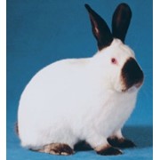 Кролики калифорнийская порода фото
