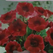 Семена цветов глоксиния аванти винно-красная 100 пачек фотография