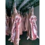 Свинина-полутуши. Охлажденная свинина 1, 2, 3 категории в полутушах. Украинский производитель фото