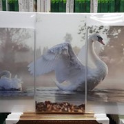 Модульная картина трехпанельная 60 х 100 см Лебеди в озере на рассвете фотография