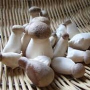 Вешенка грибы