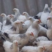 Петушки на мясо фото