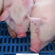 Свиньи сальных пород фото