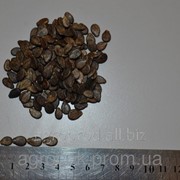 Семена арбуза Цельнолистного (белого), от 2 кг