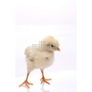Цыплята суточные Ломан браун фотография