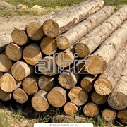 Оптовая торговля лесоматериалами Славута фотография