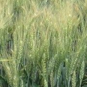 Озимая пшеница Паляниця фото