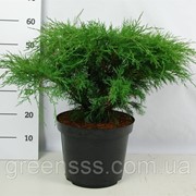 Можжевельник казацкий -- Juniperus sabina фотография