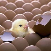 Яйца инкубационные фото