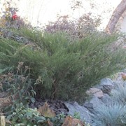 Можжевельник средний "Минт Джулеп" Juniperus media "Mint Julep "