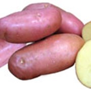Картофель "Розара"